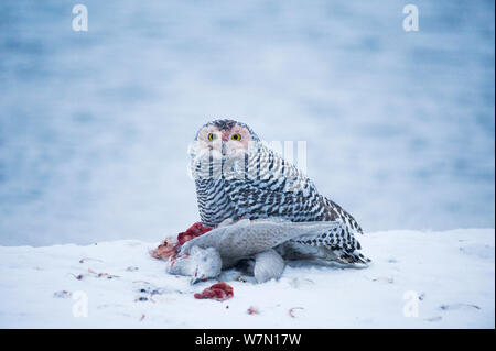 Snowy Owl (Nycttea scandiaca) nach der Fütterung auf junge Möwe Beute, 1002 Bereich des Arctic National Wildlife Refuge, Nordhang, Alaska, Oktober 2011 Stockfoto