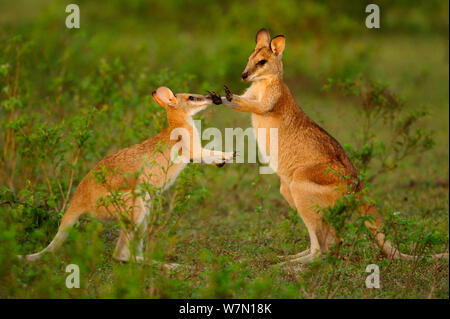 Agile Kängurus (Macropus Agilis) sparring und kämpfen, Bamarru Ebenen, Northern Territories, Australien Stockfoto