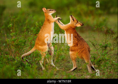 Agile Kängurus (Macropus Agilis) sparring und kämpfen, Bamarru Ebenen, Northern Territories, Australien Stockfoto