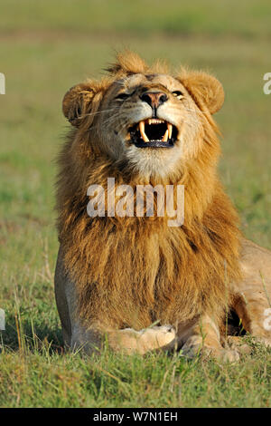 Afrikanischer Löwe (Panthera leo) Männliche Löwen gähnen, Masai Mara National Reserve, Kenia Stockfoto