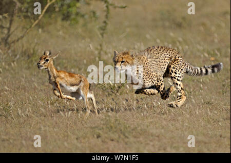 Gepard (Acinonyx jubatus) jagen Thomson's Gazelle fawn (Eudorcas thomsoni) Masai Mara National Reserve, Kenia Stockfoto