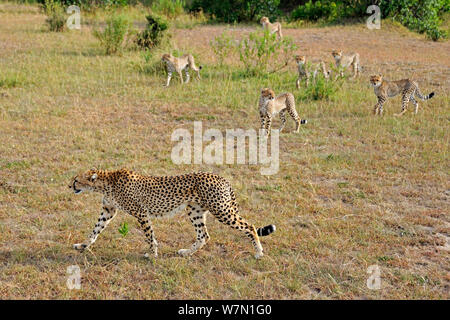 Gepard (Acinonyx jubatus) Mutter mit sechs Jugendlichen, Masai Mara National Reserve, Kenia Stockfoto