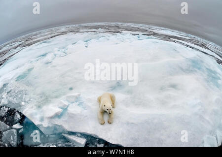 Eisbär (Ursus maritimus) auf Packeis mit Fischaugenobjektiv, Spitzbergen, Arktis September 2011 Stockfoto