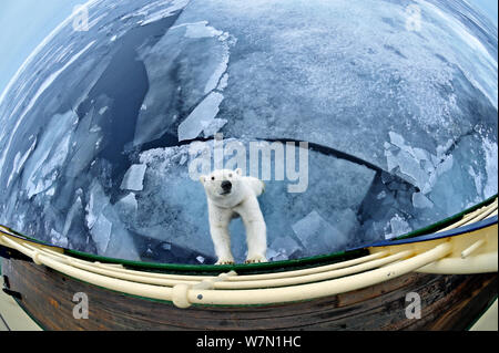 Eisbär (Ursus maritimus) stehend gegen Expeditionsschiff, mit extremen Weitwinkel, Spitzbergen, Arktis September 2011 Stockfoto