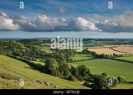 Landschaft im Sommer in der Nähe Corton Denham, Somerset, England, Großbritannien Stockfoto