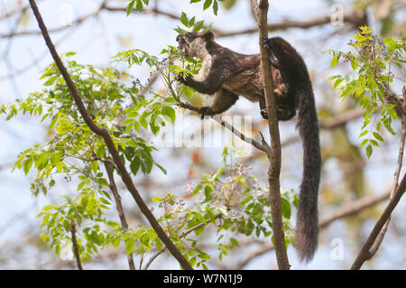 Malaiische Riese Eichhörnchen (Ratufa bicolor). Panbari Wald, Assam, Indien. Stockfoto