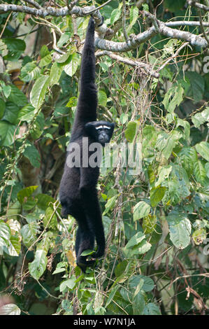 Western Hoolock Gibbon (Hylobates/Hoolock hoolock) Männliche hängen von der Zweigstelle. Gefährdet. Gibbon Wildlife Sanctuary, Assam, Indien. Stockfoto