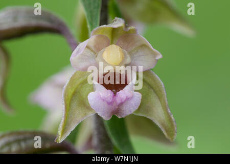 Blume des Broad Leaved Helleborine (Epipactis Helleborine). Klein Schietveld, Brasschaat, Belgien, Juli. Stockfoto