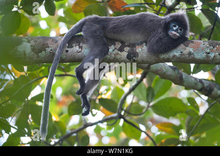 Phayre Blatt's Monkey (Trachypithecus phayrei) ruht auf Zweig. Sepahijala Wildlife Sanctuary, Andhra Pradesh, Indien. Stockfoto