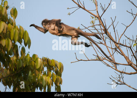 Phayre Blatt's Monkey (Trachypithecus phayrei) das Springen zwischen den Bäumen. Sepahijala Wildlife Sanctuary, Andhra Pradesh, Indien. Stockfoto