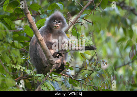 Phayre Blatt's Monkey (Trachypithecus phayrei) Porträt, Fütterung auf den Blättern. Sepahijala Wildlife Sanctuary, Andhra Pradesh, Indien Stockfoto