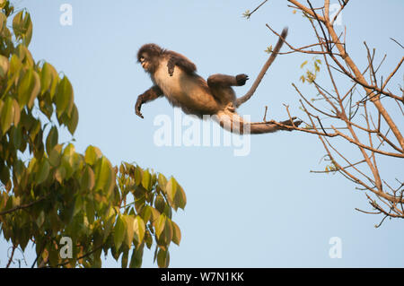 Phayre Blatt's Monkey (Trachypithecus phayrei) das Springen zwischen den Bäumen. Sepahijala Wildlife Sanctuary, Andhra Pradesh, Indien. Stockfoto