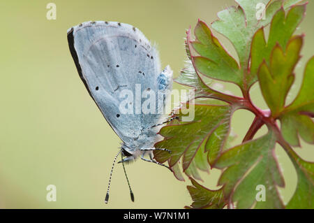 Holly Blue Butterfly (Celastrina Argiolus). Belgien, April. Stockfoto
