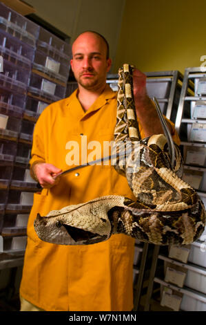 Aus okumen Viper (Bitis gabonica Rhinoceros) durch Arbeiter an Gift collection Labor behandelt. Ghana, Afrika. Stockfoto