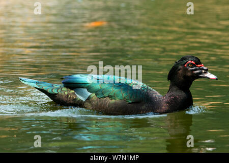 Muscovy Duck (Cairina moschata) auf dem Wasser. Bolivien, Südamerika, August. Stockfoto