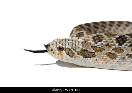 Western Hognose Snake (Heterodon nasicus) Verkostung Air mit seiner Zunge. Endemisch auf westlichen Nordamerika und Mexiko. Stockfoto