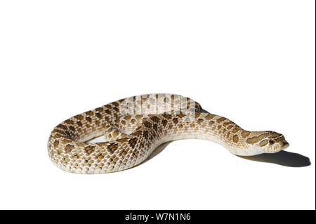 Western Hognose Snake (Heterodon nasicus), Studio shot vor weißem Hintergrund. Endemisch auf westlichen Nordamerika und Mexiko. Stockfoto