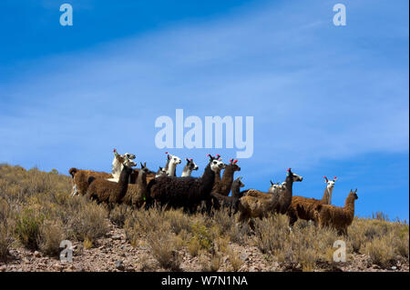 Domestizierten Lama (Lama glama) Herde auf hohen Ebenen. Bolivien, Südamerika. Stockfoto