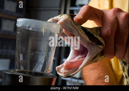 Extrahieren von Gift von aus Okumen Viper (Bitis gabonica Rhinoceros) für die Produktion von antivenom. Ghana, Afrika. Stockfoto