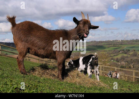 Mutter und Kind Pygmy Ziege (Capra Hircus) Weide paddock Heu in Hanglage, Wiltshire, UK, März. Stockfoto