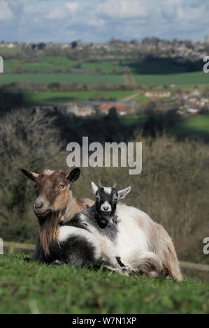 Pygmy goat Kid (Capra Hircus) lehnte sich gegen seine Mutter, Wiltshire, UK, März. Stockfoto