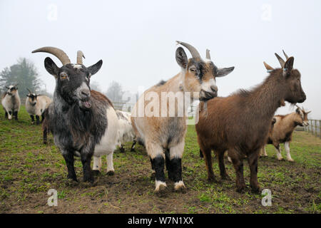 Drei erwachsene Pygmy Ziegen (Capra Hircus) stehen in einem eingezäunten Koppel auf einem nebligen Morgen, Wiltshire, UK, März. Stockfoto