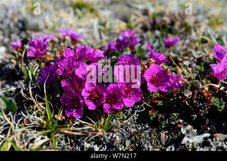 Lila Steinbrech (Saxifraga oppositifolia) Blühende auf Tundra, Ellesmere Island, Nunavut, Kanada, Juni 2012 Stockfoto