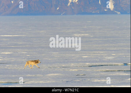 Männliche Arctic Wolf (Canis lupus arctos) Wandern auf Packeis, Ellesmere Island, Nunavut, Kanada, Juni 2012 Stockfoto