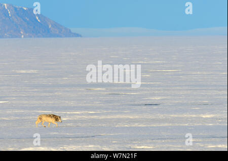 Männliche Arctic Wolf (Canis lupus arctos) Wandern auf Packeis, Ellesmere Island, Nunavut, Kanada, Juni 2012 Stockfoto