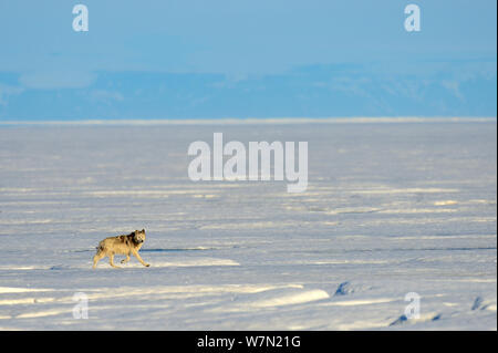 Männliche Arctic Wolf (Canis lupus arctos) Wandern auf Packeis, Ellesmere Island, Nunavut, Kanada, Juni 2012 Stockfoto