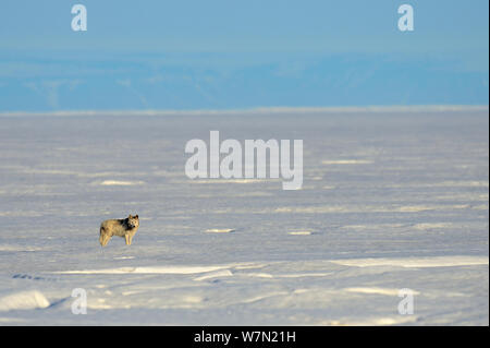 Männliche Arctic Wolf (Canis lupus arctos) Wandern auf Packeis, Ellesmere Island, Nunavut, Kanada, Juni 2012 Stockfoto