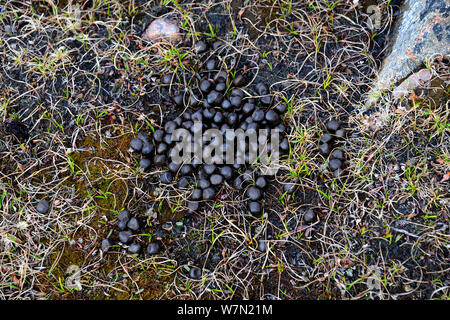 Muskox (Ovibos moschatus) Kot auf Tundra, Ellesmere Island, Nunavut, Kanada, Juni 2012. Stockfoto