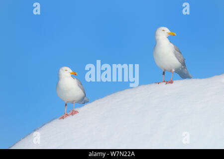 Zwei Silbermöwe (Larus argentatus) auf Schnee gehockt, Ellesmere Island, Nunavut, Kanada, Juni 2012. Stockfoto