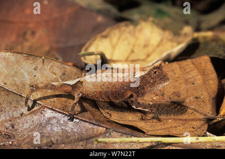Iaraka blatt Chameleon (Brookesia vadoni) auf Blattsänfte angezeigte Blatt Mimikry, Marojejy finden, Madagaskar Stockfoto