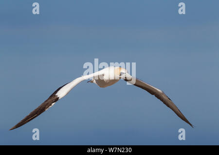 Australasian Gannet (Morus serrator) im Flug, Kap-entführer, Hawkes Bay, Neuseeland. Januar. Stockfoto