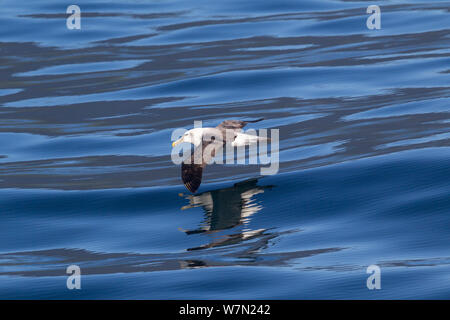 Weißen, schneebedeckten Albatross (Thalassarche steadi) fliegen tief über dem Meer mit Reflexion, vor der Küste von Fjordland, Neuseeland. Stockfoto