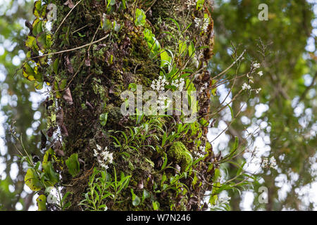 Niere Farne (Trichomanes reniforme), Ostern Orchideen (Earina autumnalis) in Blume, und Moose, die den Stamm eines Baumes. Dusky Sound, Fiordland, Südinsel, Neuseeland Stockfoto