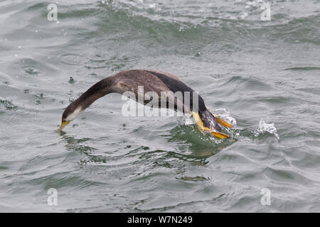 Gefleckte shag (Dendrocopos punctatus) in nicht-Zucht Gefieder über Tauchen unter Wasser von der Oberfläche, Dunedin, Otago, Neuseeland. Stockfoto