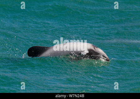 Hector's Dolphin (Cephalorhynchus hectori) brechen die Oberfläche, wie es mit den markanten Musterung atmet und gerundete Rückenflosse. Hafen von Akaroa, Canterbury, Neuseeland. Stockfoto