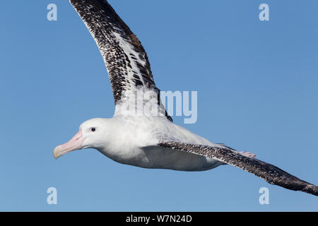 Neuseeland Albatross (Diomedea antipodensis) im Flug vor blauem Himmel, in Kaikoura, Canterbury, Neuseeland. Stockfoto