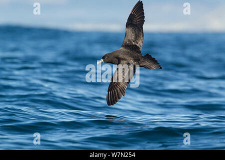 Weiß daß Petrel (Procellaria aequinoctialis) im Flug niedrig über dem Wasser aus in Kaikoura, Canterbury, Neuseeland. Stockfoto