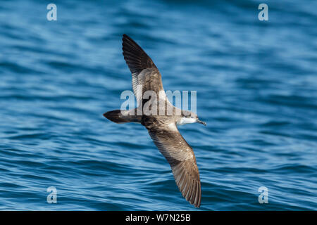 Buller's Shearwater (Puffinus bulleri) im Flug niedrig über dem Meer, in Kaikoura, Canterbury, Neuseeland. Stockfoto