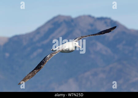 Neuseeland Albatross (Diomedea antipodensis) im Flug, mit Land im Hintergrund, in Kaikoura, Canterbury, Neuseeland. Stockfoto