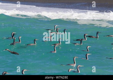 Beschmutzt, Krähenscharben (Dendrocopos punctatus) Herde füttern in nicht-Zucht gefieder auf der Meeresoberfläche, in Kaikoura, Canterbury, Neuseeland. Stockfoto