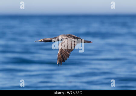 Gefleckte shag (Dendrocopos punctatus) in nicht-Zucht Gefieder in Flug Kaikoura, Canterbury, Neuseeland. Stockfoto