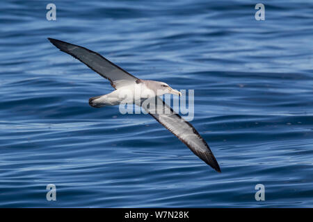 Salvin's Albatross (Thalassarche salvini) im Flug niedrig über dem Meer, in Kaikoura, Canterbury, Neuseeland. Stockfoto
