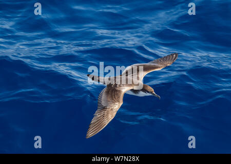 Buller Sturmtaucher (Puffinus Bulleri) während des Fluges niedrig über dem Wasser, zeigt Upperwing. Ab Whitianga, Coromandel Halbinsel, Neuseeland. Stockfoto
