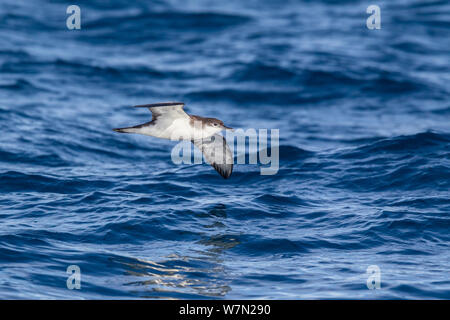 Buller's Shearwater (Puffinus bulleri) im Flug niedrig über dem Wasser, die drei Könige, weit im Norden, Neuseeland. Stockfoto