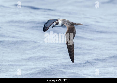 Weiß necked Petrel (Pterodroma cervicalis) im Flug niedrig über dem Meer, Anzeigen upperwing. Die drei Könige, weit im Norden, Neuseeland. März. Verwundbar. Stockfoto