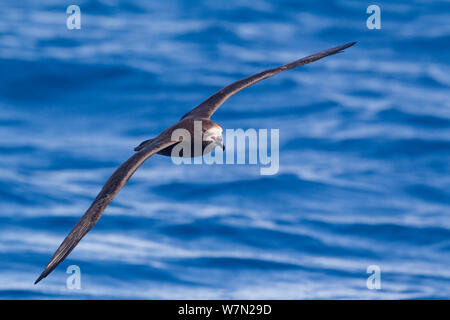 Grey-faced Petrel (Pterodroma macroptera Gouldi) im Flug gegen das Meer, Anzeigen upperwing. Die drei Könige, weit im Norden, Neuseeland. März. Stockfoto